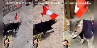Gatita sorprende y participa en la 'Marcha Nacional' con su bandera: “Hasta el michi salió el 19” Gatita sorprende y participa en la 'Marcha Nacional' con su bandera: “Hasta el michi salió el 19”
