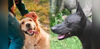 Día Mundial del Perro 2023: ¿cuándo es su fecha y por qué se celebra?