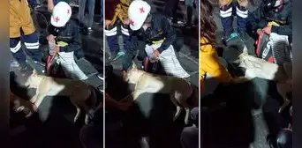 Perrito es auxiliado por protestantes tras 'desmayarse' en la 'Marcha Nacional': "Todo un héroe" Perrito es auxiliado por protestantes tras 'desmayarse' en la 'Marcha Nacional': "Todo un héroe"