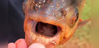 Conoce a pacú: el pez con dientes que sorprendió a un niño en Oklahoma Conoce a pacú: el pez con dientes que sorprendió a un niño en Oklahoma