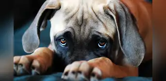 ¿Por qué las miradas de los perros nos producen tanta ternura? Estudio reveló la razón ¿Por qué las miradas de los perros nos producen tanta ternura? Estudio reveló la razón