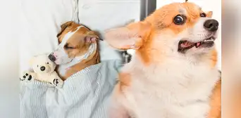 Si mi perro está soñando o tiene pesadillas, ¿debo despertarlo? Si mi perro está soñando o tiene pesadillas, ¿debo despertarlo?