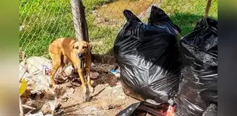 Un perro callejero salva a una bebé que fue abandonada dentro de una bolsa de basura Un perro callejero salva a una bebé que fue abandonada dentro de una bolsa de basura