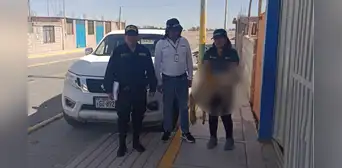 SERFOR interviene a sujeto por vender piel de zorro por WhatsApp en Arequipa SERFOR interviene a sujeto por vender piel de zorro por WhatsApp en Arequipa