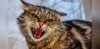 ¿Cómo saber si mi gato tiene rasgos psicópatas? Test psicológico para felinos lo revela
