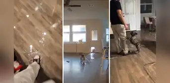 "Una refrescadita": perros se vuelven virales tras inundar una casa y usuarios los defienden