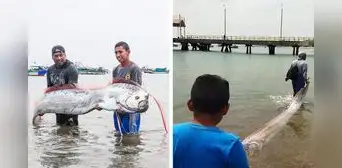 Pez remo de 3 metros de largo aparece en las costas de Punta Sal en Tumbes Pez remo de 3 metros de largo aparece en las costas de Punta Sal en Tumbes