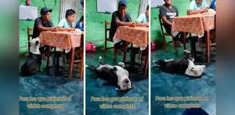 Perrito actúa como desmayado para que sus dueños le den comida: "Ni en 'La rosa de Guadalupe'"