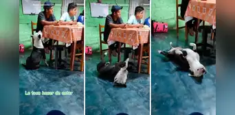 Perrito pide comida y al ver que sus dueños lo ignoran se desmaya: “Merece un Óscar” Perrito pide comida y al ver que sus dueños lo ignoran se desmaya: “Merece un Óscar”