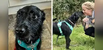 Veterinaria se niega a aplicar la eutanasia a perrito que querían sacrificarlo “por ladrar mucho”
