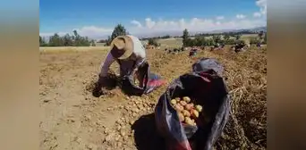 Agricultura familiar continúa siendo de subsistencia