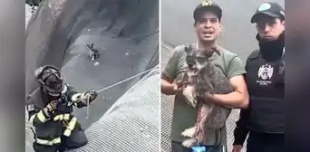 ¡Sana y salva! Rescatan a Nala, perrita que cayó al acantilado de la Costa Verde