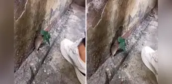 Tierno ratoncito se esconde debajo de planta para evitar que lo pisen: “Si no me muevo, no me ven”