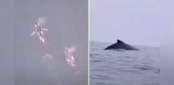 Huacho: ballenas y delfines protagonizan sorpresivo espectáculo en el mar peruano