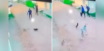 ¡La venganza de los Firulais!: jóvenes asustan a perritos y ellos llaman a su ‘hermano mayor'