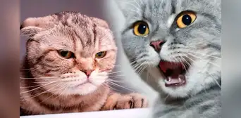 3 señales infalibles para detectar si tu gato sufre de estrés 3 señales infalibles para detectar si tu gato sufre de estrés