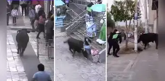 Toro suelto en las calles de Ayacucho dejó varios heridos tras huir de corrida Toro suelto en las calles de Ayacucho dejó varios heridos tras huir de corrida