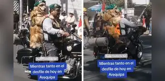 "Hermoso Firulais": tierno perrito es la 'estrella' del desfile por Fiestas Patrias en Arequipa "Hermoso Firulais": tierno perrito es la 'estrella' del desfile por Fiestas Patrias en Arequipa