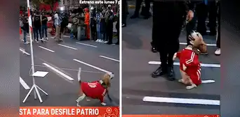 Perrito iza y saluda la bandera peruana en Parada Militar y se roba el corazón de usuarios Perrito iza y saluda la bandera peruana en Parada Militar y se roba el corazón de usuarios