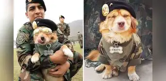 La historia de 'Chato', el perro militar que hace paracaidismo y se lució en la Parada Militar La historia de 'Chato', el perro militar que hace paracaidismo y se lució en la Parada Militar