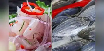 ¿Qué PESCADO se usa para preparar CEVICHE? Conoce cuáles son las MEJORES especies ¿Qué PESCADO se usa para preparar CEVICHE? Conoce cuáles son las MEJORES especies