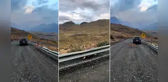 Hermoso puma se deja ver por viajeros en una carretera del sur del Perú: “Majestuoso” Hermoso puma se deja ver por viajeros en una carretera del sur del Perú: “Majestuoso”