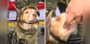 Periodista quiso tocar arma que llevaba perrito policía y este le mordió la mano: "No te metas con Firulais"