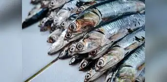 Produce podría autorizar una pesca exploratoria de anchoveta en el centro-norte Produce podría autorizar una pesca exploratoria de anchoveta en el centro-norte