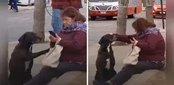 Perrito le pide cariño a una mujer y se vuelve viral en redes sociales: “No los merecemos” Perrito le pide cariño a una mujer y se vuelve viral en redes sociales: “No los merecemos”