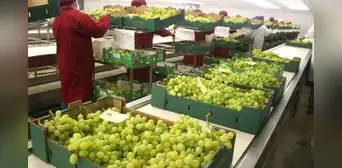 Perú superaría en el 2027 a Chile en agroexportaciones
