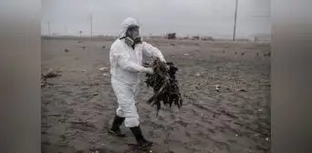Arequipa: 3.000 aves murieron por gripe aviar en Mejía