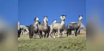 Exportaciones de fibra de alpaca superaron los US$93 millones el año pasado Exportaciones de fibra de alpaca superaron los US$93 millones el año pasado