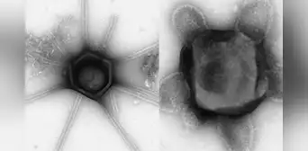 Científicos de EE. UU. descubren virus gigantes con brazos y colas nunca antes vistos