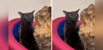Este es el origen del gato 'disociado' que creó un meme viral: ¿dónde nació y cuál es su nombre real? Este es el origen del gato 'disociado' que creó un meme viral: ¿dónde nació y cuál es su nombre real?