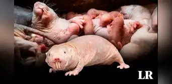 Nace nueva camada de la rata topo desnuda, animal clave para encontrar la cura contra el cáncer Nace nueva camada de la rata topo desnuda, animal clave para encontrar la cura contra el cáncer