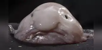 ¿Por qué el "animal más feo del mundo" no es tan horrible como aparenta?