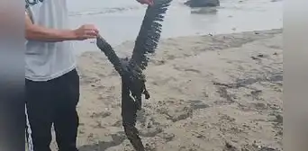Ventanilla: reportan posible derrame de petróleo en playas Cavero y Delfines