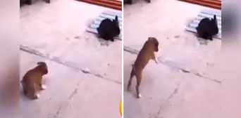 Perrito se hace amigo de un conejo y aprende a saltar como él: “Las amistades influyen” Perrito se hace amigo de un conejo y aprende a saltar como él: “Las amistades influyen”