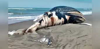 Piura: hallan muerta a ballena jorobada en la orilla de playa en Negritos Piura: hallan muerta a ballena jorobada en la orilla de playa en Negritos