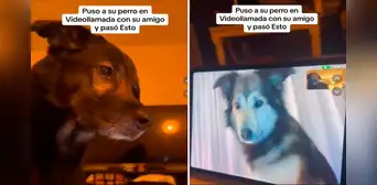 Perritos protagonizan conmovedora escena al verse por videollamada: “Hicieron llorar a miles”