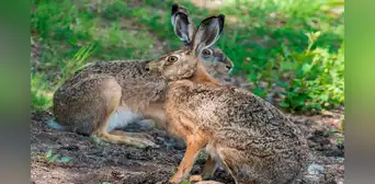 Liebre europea en Perú: parece un inofensivo animal, pero devora cultivos en el sur del país Liebre europea en Perú: parece un inofensivo animal, pero devora cultivos en el sur del país