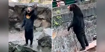 ¿Es una persona disfrazada? Oso genera controversia al pararse sobre sus patas traseras y ‘saludar’