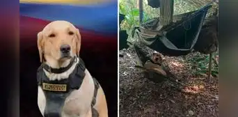 Perro antiexplosivos muere tras detectar bomba y evitar una tragedia: salvó la vida de 6 personas