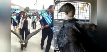 Rescatan a cóndor arrastrado durante desfile por alcalde de Coyllurqui en Apurímac
