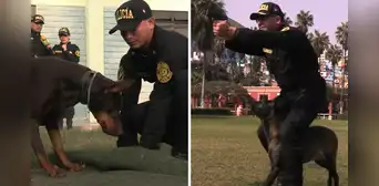 ¿Qué perros pueden pertenecer a la Policía Canina y qué se estudia para ser guía de los perros de la PNP? ¿Qué perros pueden pertenecer a la Policía Canina y qué se estudia para ser guía de los perros de la PNP?