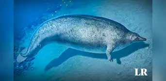 Cómo era el Perucetus colossus, el animal más pesado de la Tierra, hallado en Perú