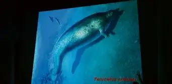 En Ica descubren los restos del animal más pesado que habitó la Tierra En Ica descubren los restos del animal más pesado que habitó la Tierra