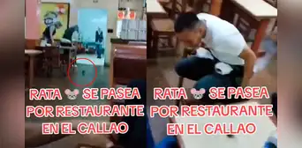 Rata hizo saltar del susto a los comensales de un restaurante en el Callao: “Tranquilos, es chefcito” Rata hizo saltar del susto a los comensales de un restaurante en el Callao: “Tranquilos, es chefcito”