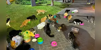 Miraflores: feria Gato Fest Kennedy ofrecerá adopción de 'michis', sorteos y concursos Miraflores: feria Gato Fest Kennedy ofrecerá adopción de 'michis', sorteos y concursos