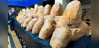 ¿Cómo puedo ver los fósiles gigantes del Perucetus colossus hallado en Ica? ¿Cómo puedo ver los fósiles gigantes del Perucetus colossus hallado en Ica?